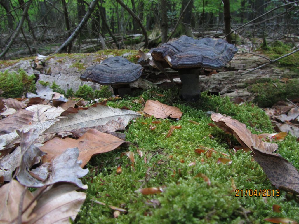 Ganoderma 1 (Probabile Ganoderma carnosum)